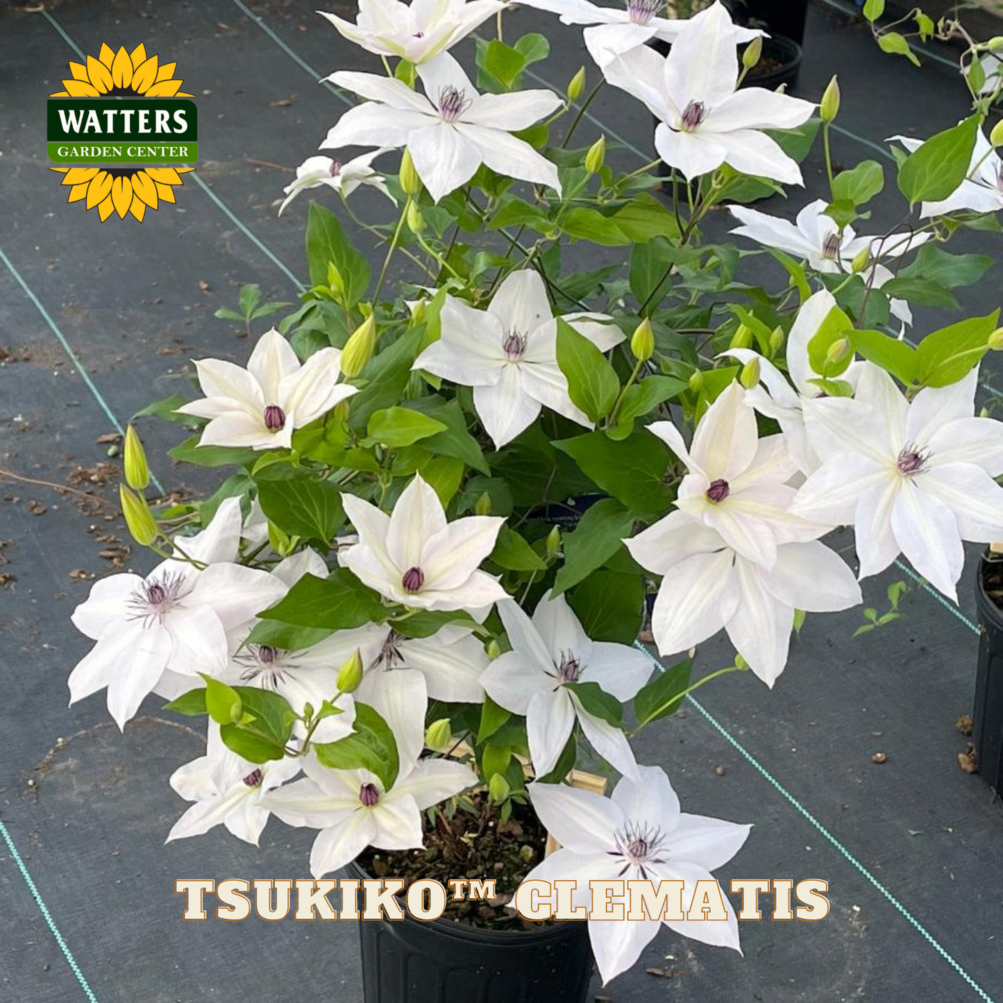 Potted white clematis plant with green leaves on a black surface, branded with Watters Garden Center.