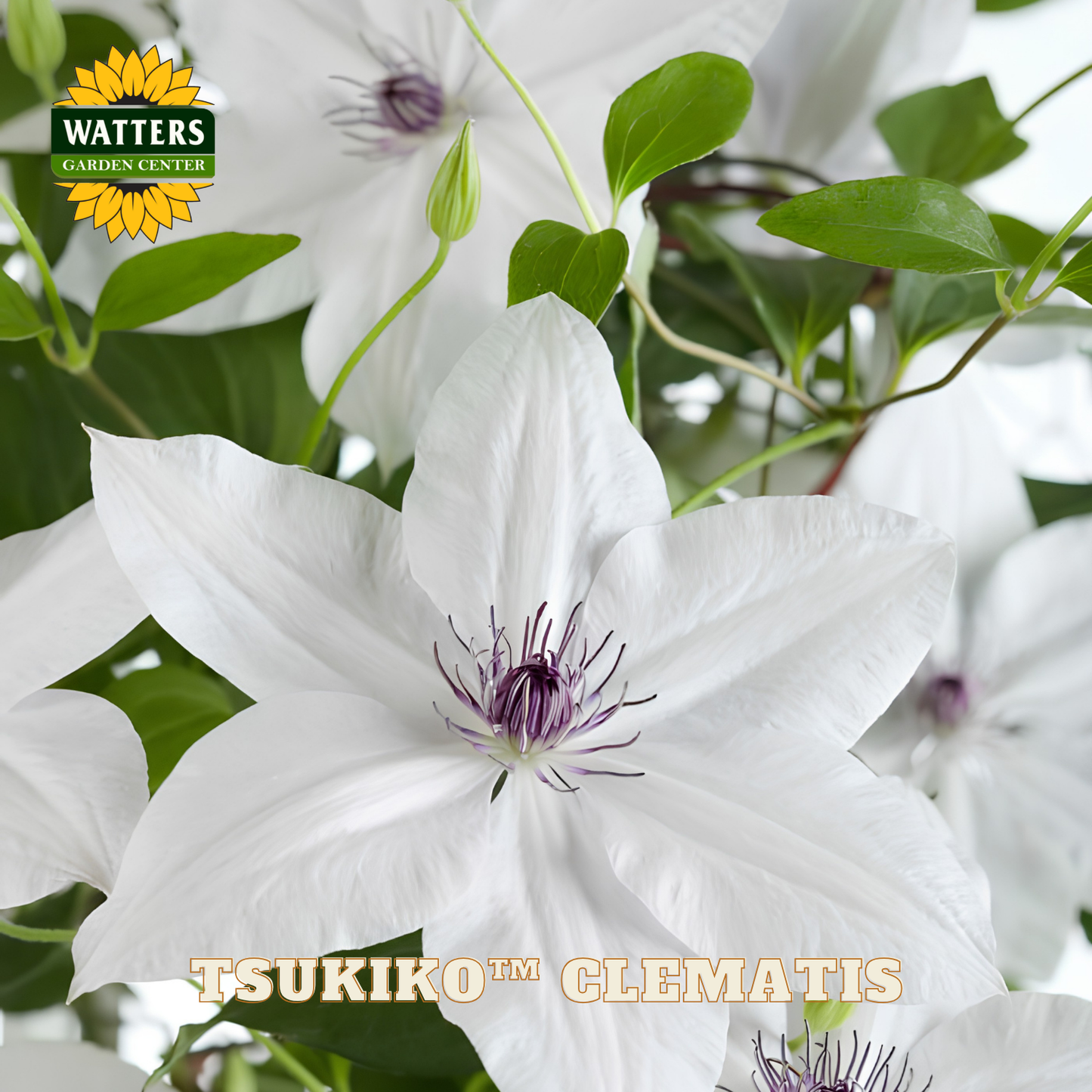 White clematis flower with green leaves and Watters Garden Center logo.