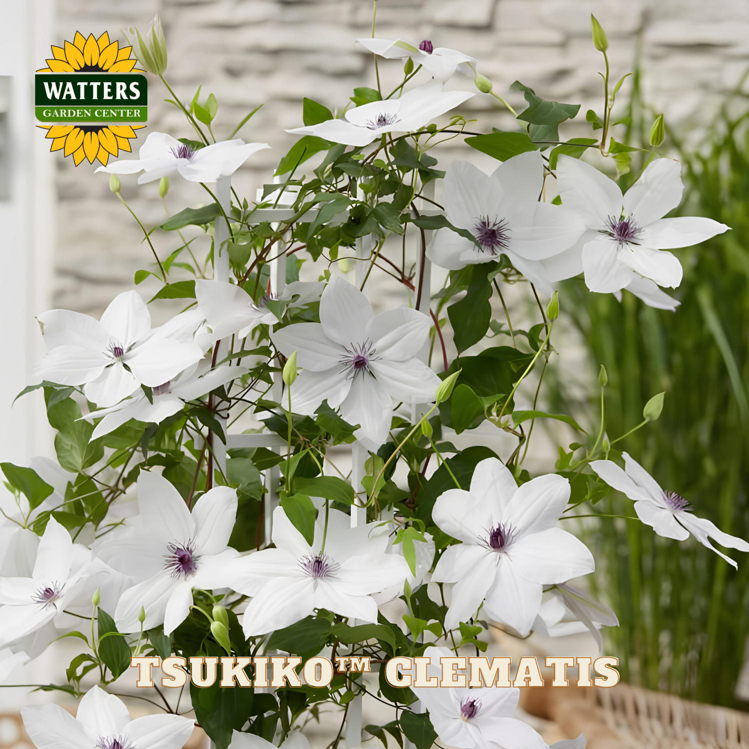 White flowers with green leaves and 'Watters Garden Center' logo in the corner.