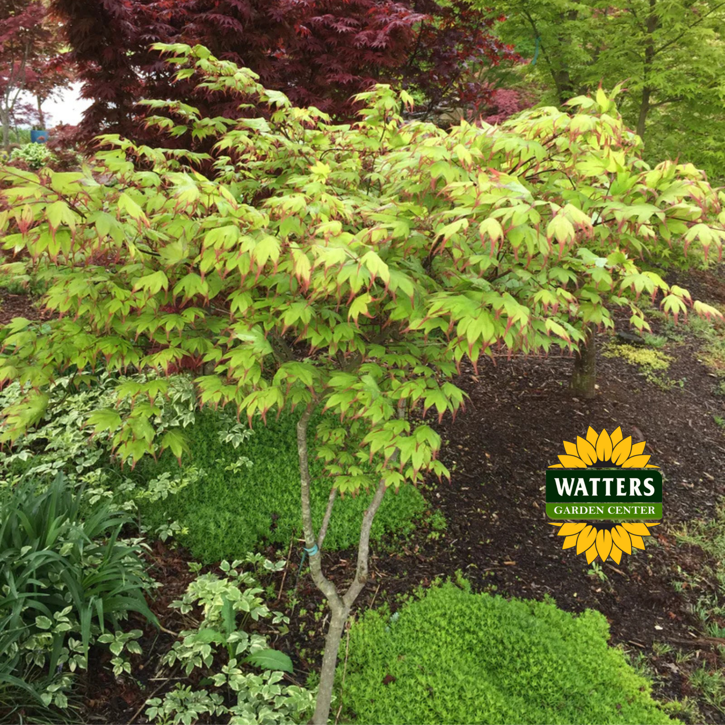 Tsuma Gaki Japanese Maple (ACER PA. TSUMA GAKI) - 3 gallon 18-24"