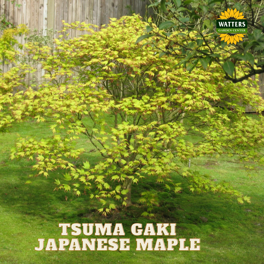 Tsuma Gaki Japanese Maple (ACER PA. TSUMA GAKI) - 3 gallon 18-24"