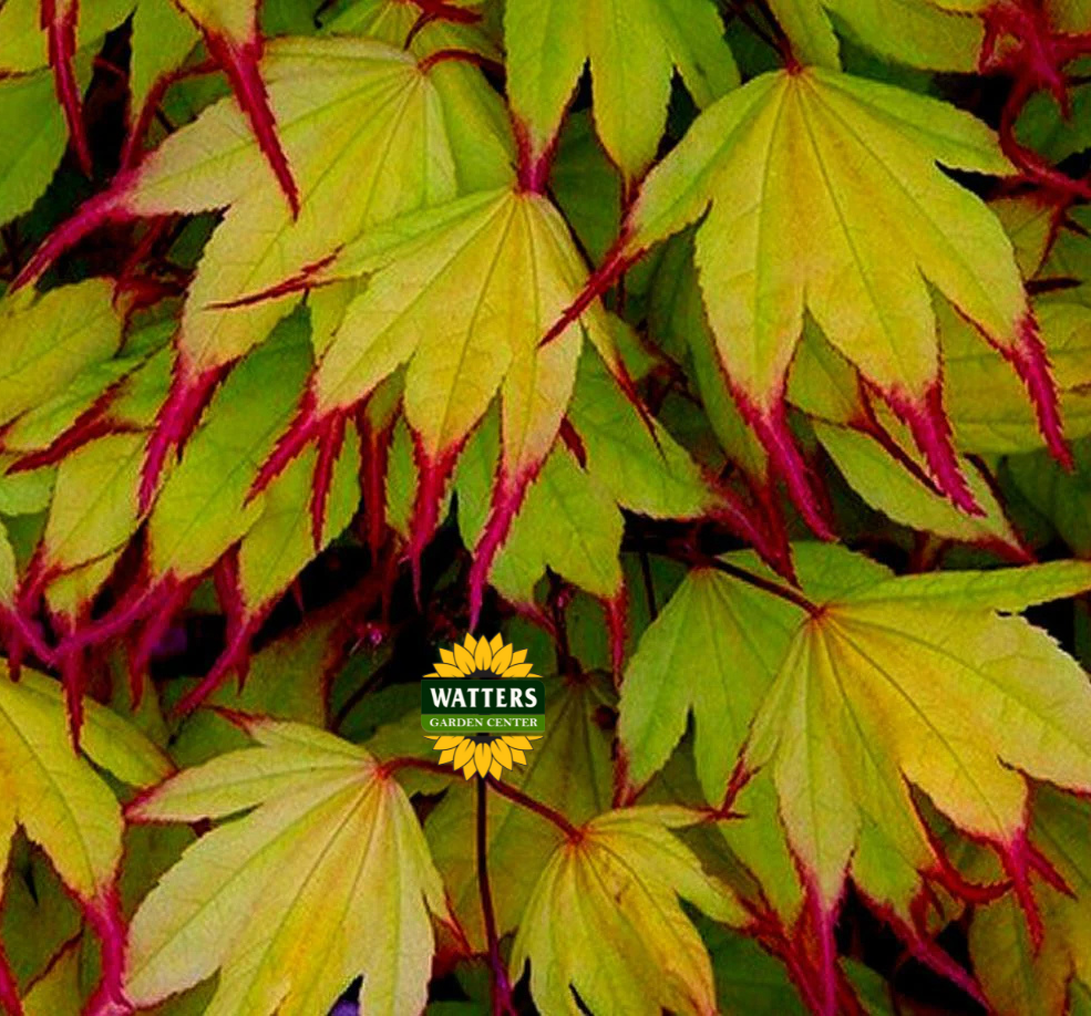 Tsuma Gaki Japanese Maple (ACER PA. TSUMA GAKI) - 3 gallon 18-24"