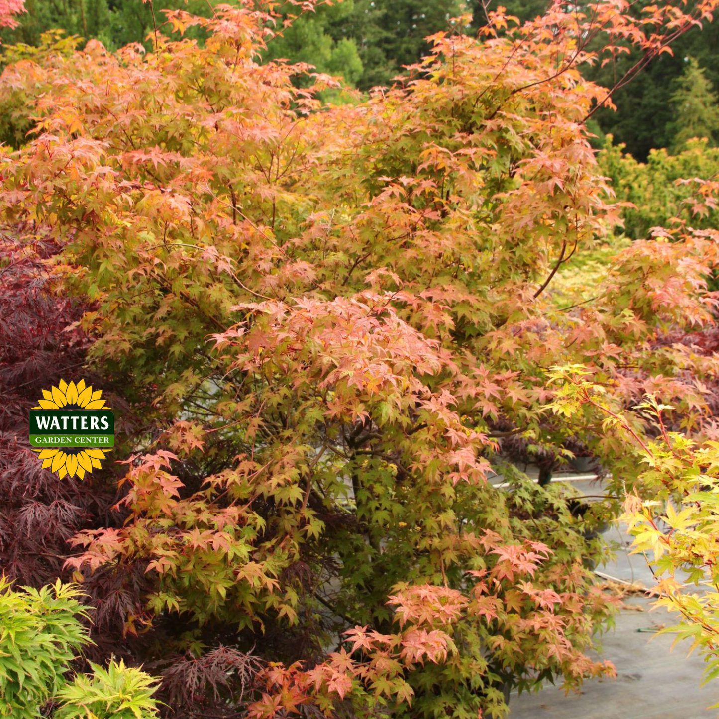 Tsuma Gaki Japanese Maple (ACER PA. TSUMA GAKI) - 3 gallon 18-24"