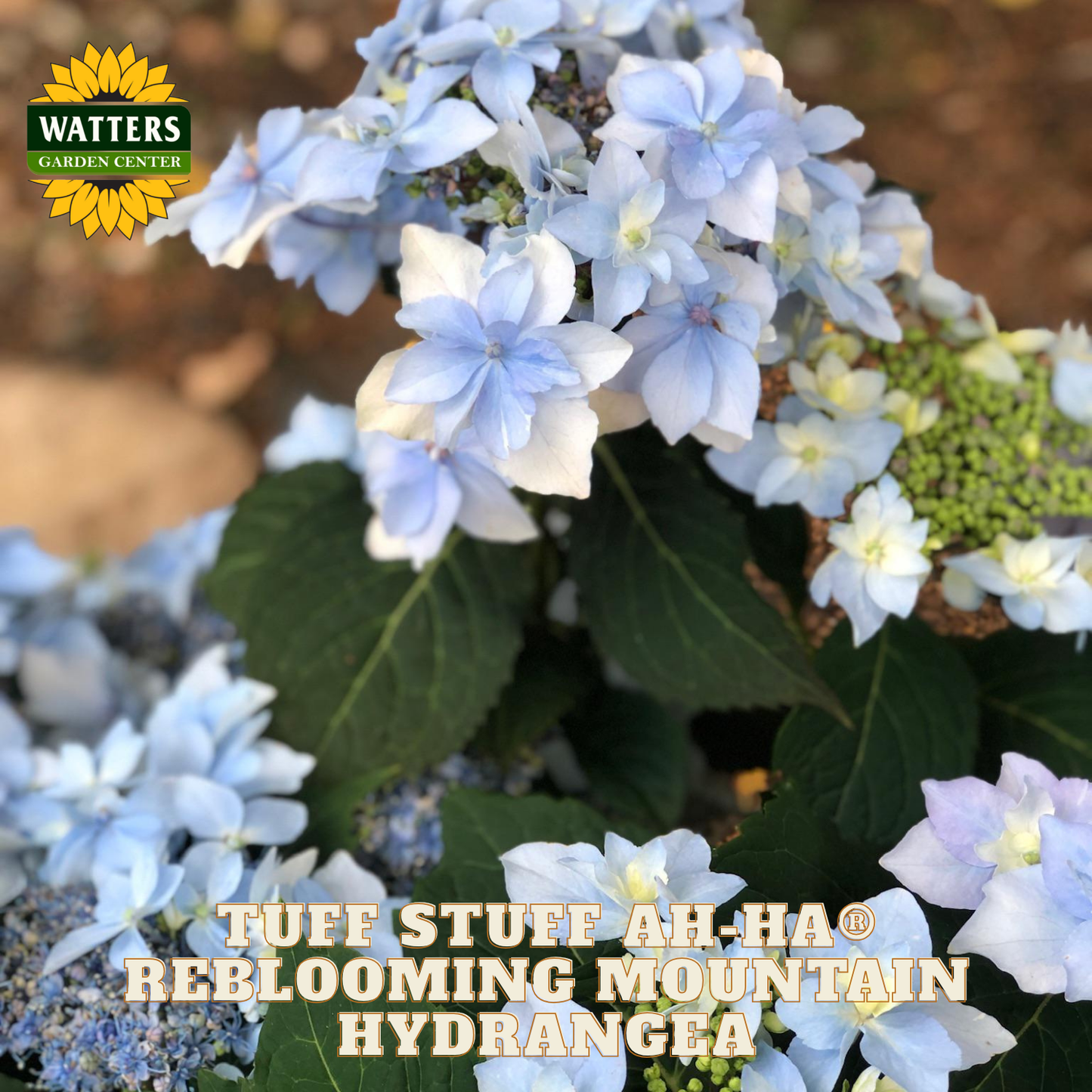 Reblooming mountain hydrangea with Watters Garden Center branding.