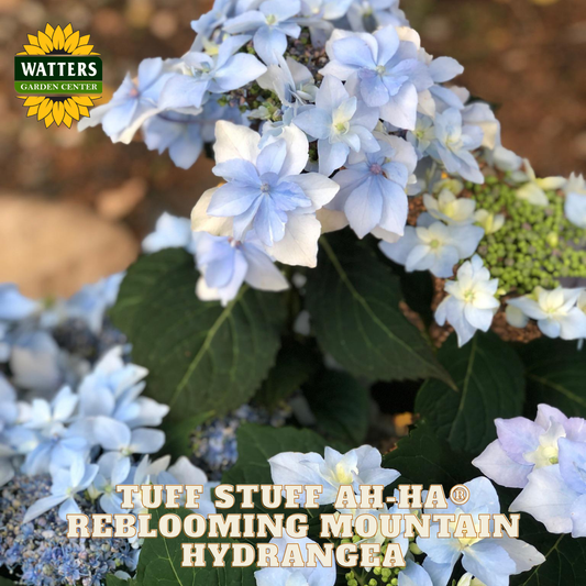 Reblooming mountain hydrangea with Watters Garden Center branding.