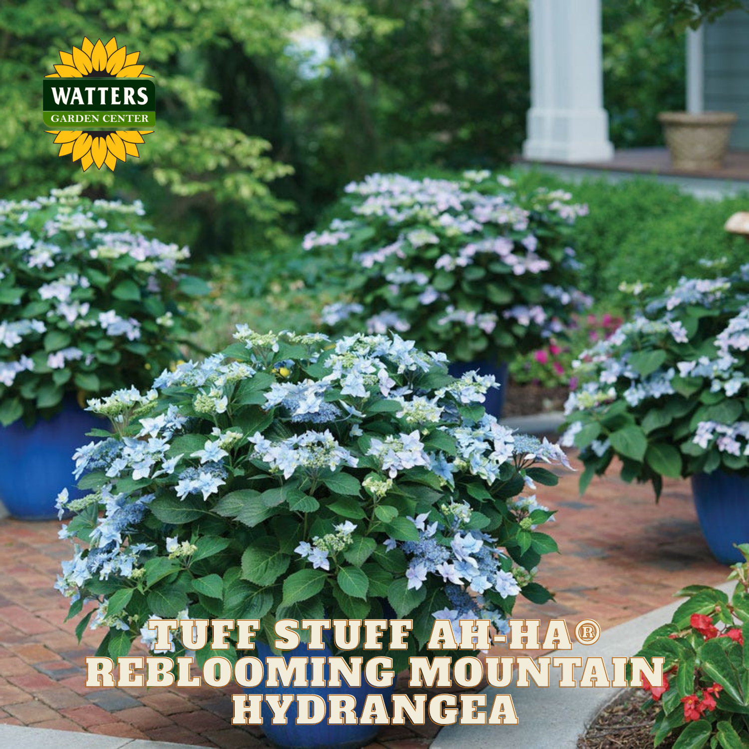 Tuff Stuff Ah-Ha Reblooming Mountain Hydrangea plants in blue pots with Watters Garden Center branding.