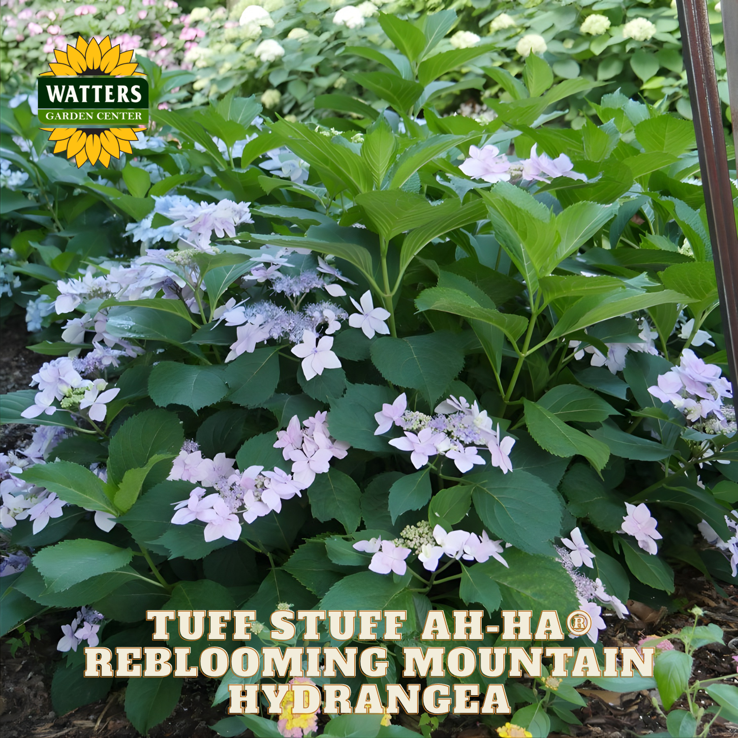 Reblooming mountain hydrangea plant with white flowers and green leaves, branded with Watters Garden Center.