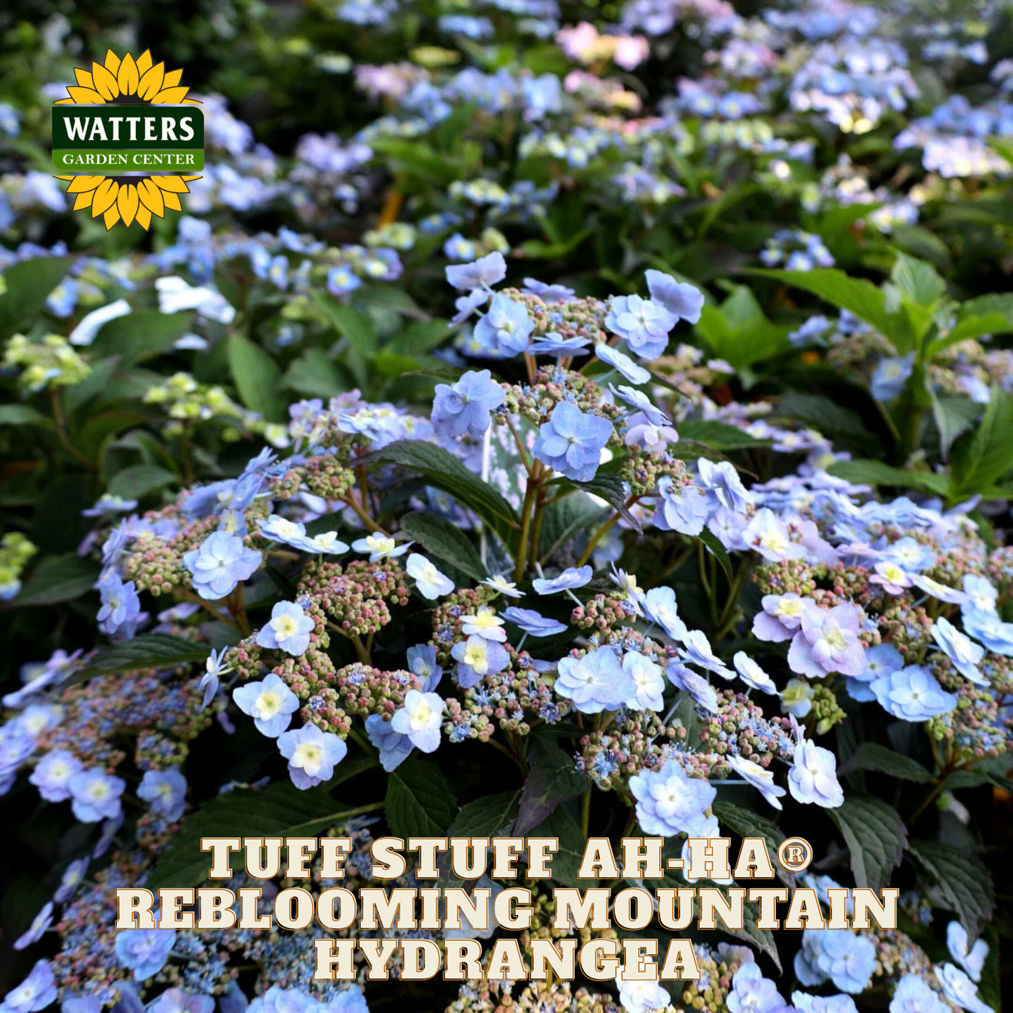 Reblooming mountain hydrangea with Watters Garden Center branding.