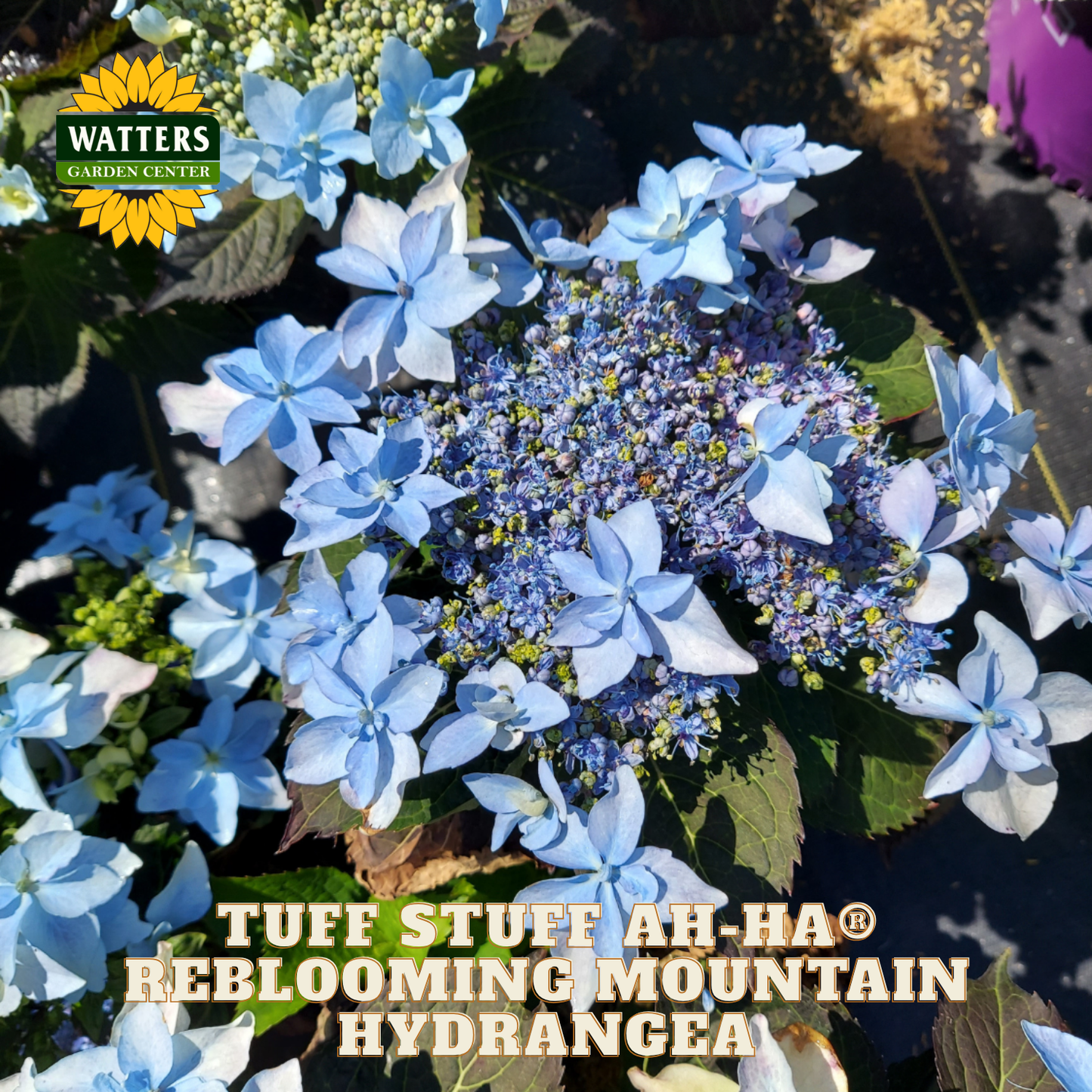 Blue and white hydrangea flowers with Watters Garden Center logo and product name text.