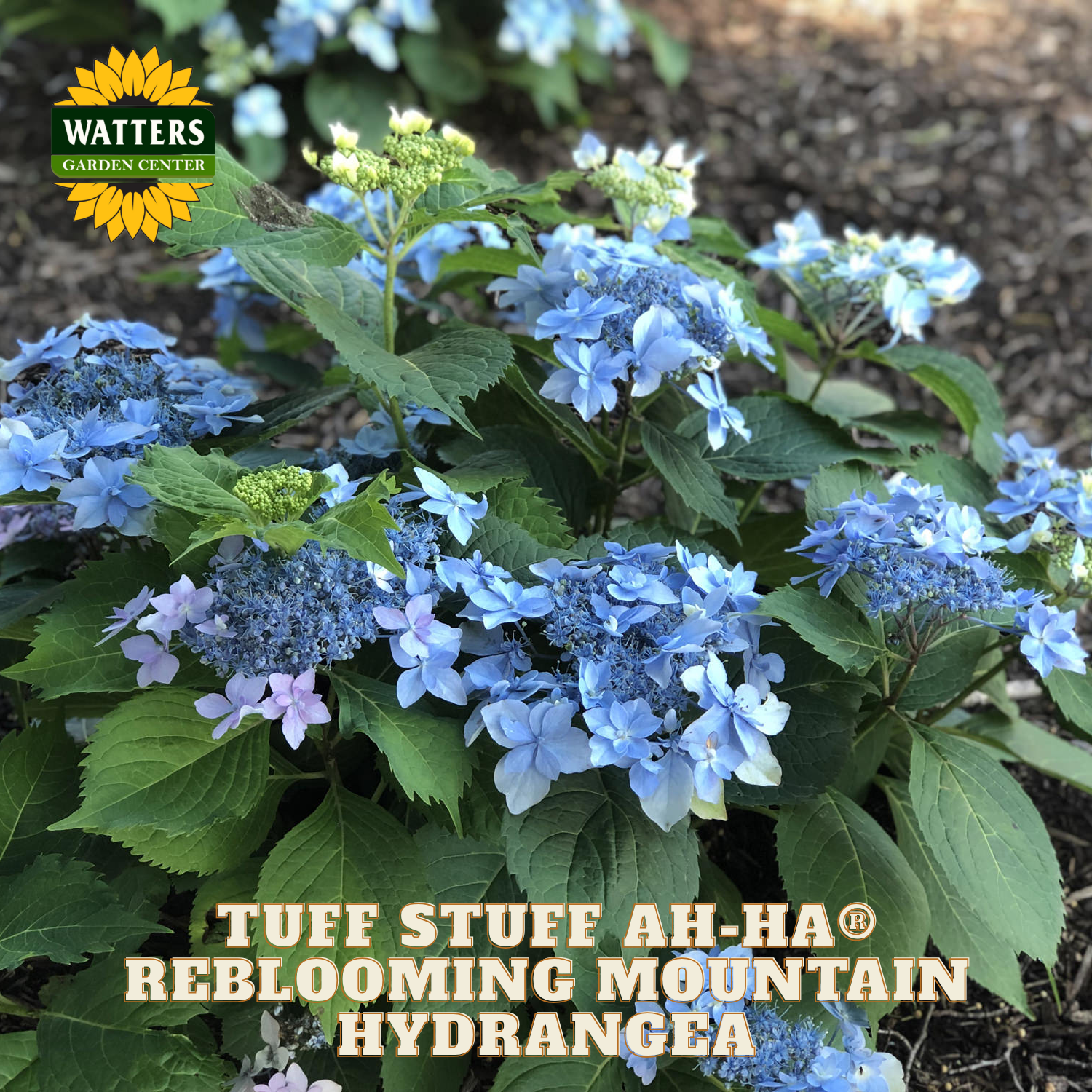 Reblooming mountain hydrangea with Watters Garden Center branding