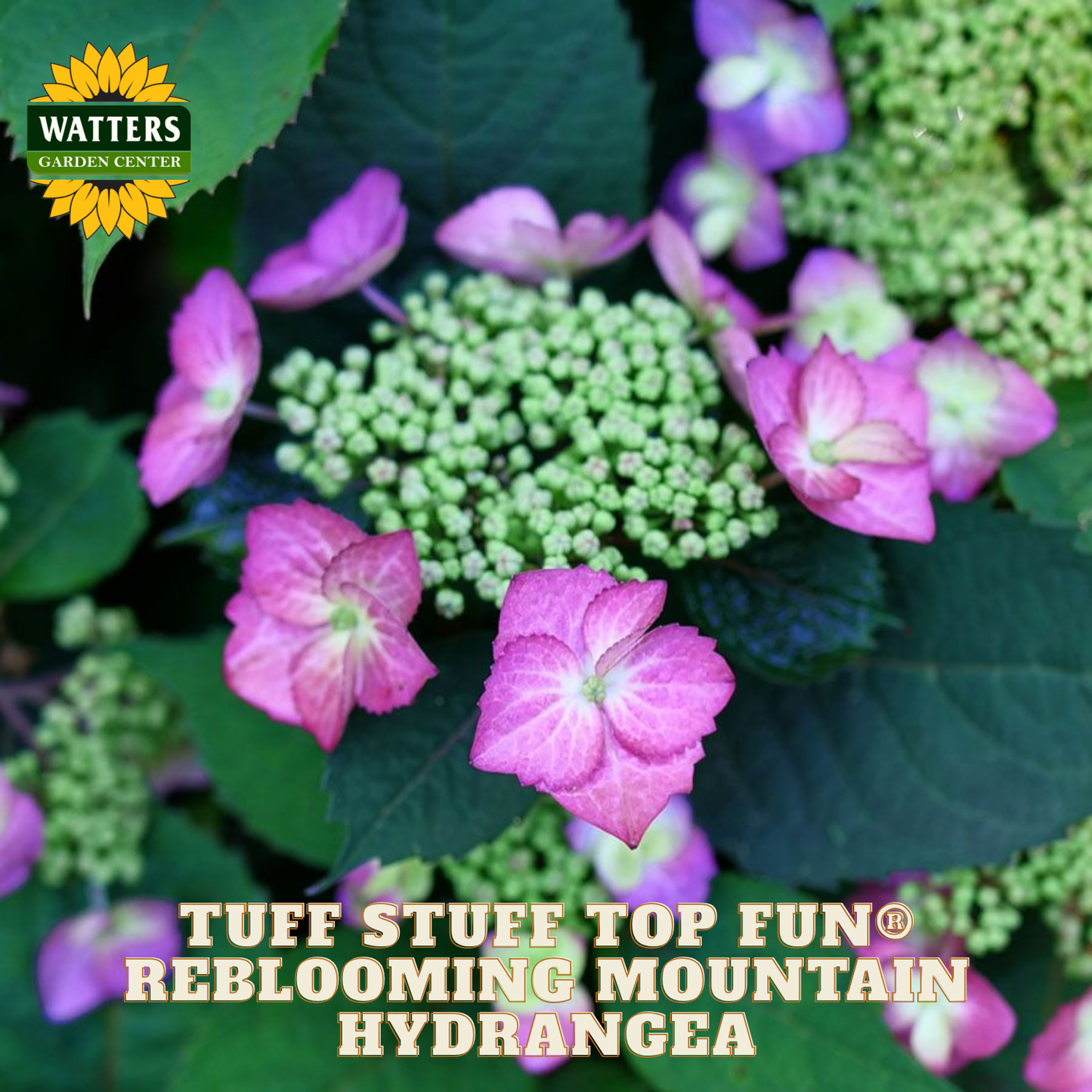 Pink and green hydrangea flowers with Watters Garden Center logo.