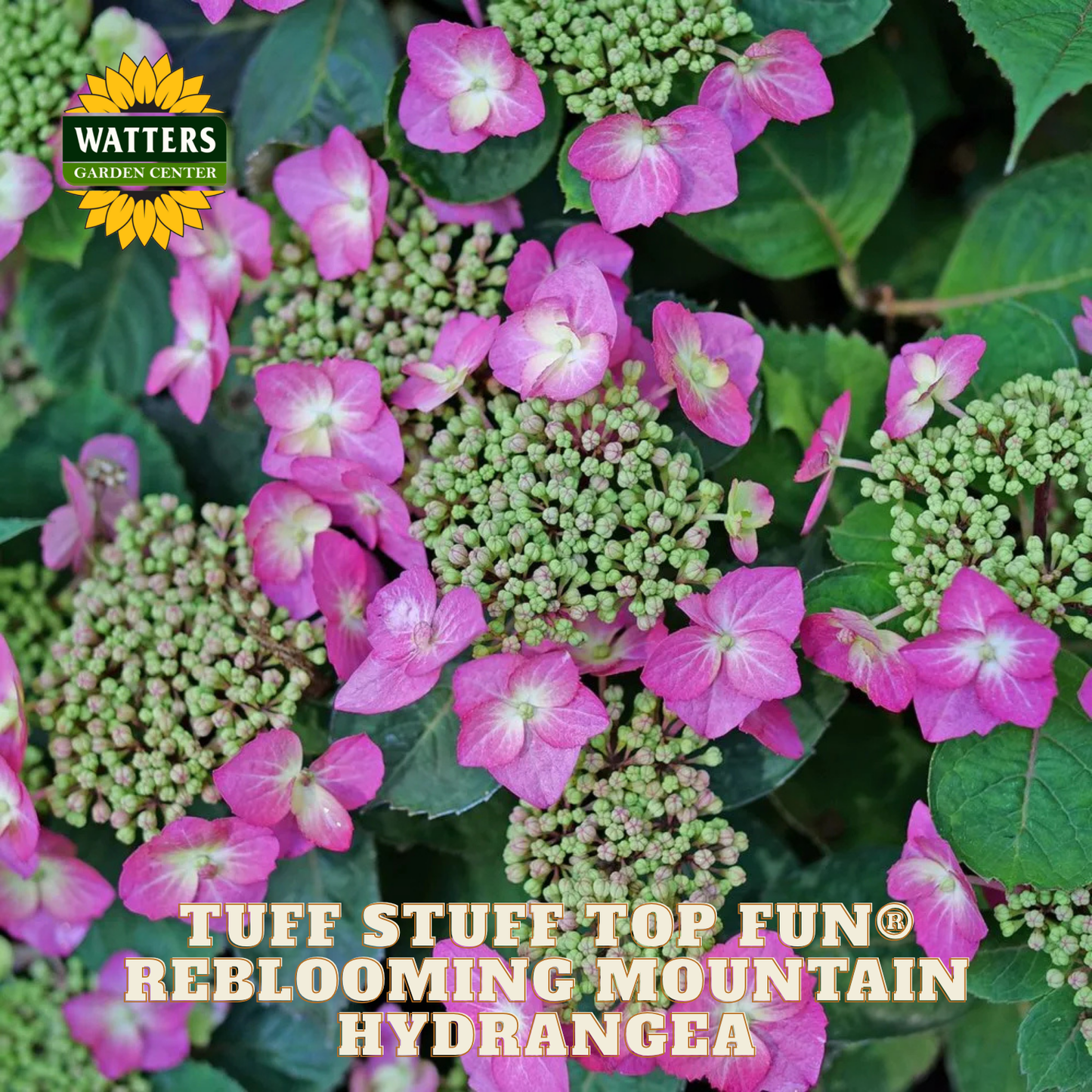 Pink and green hydrangea flowers with Watters Garden Center logo.
