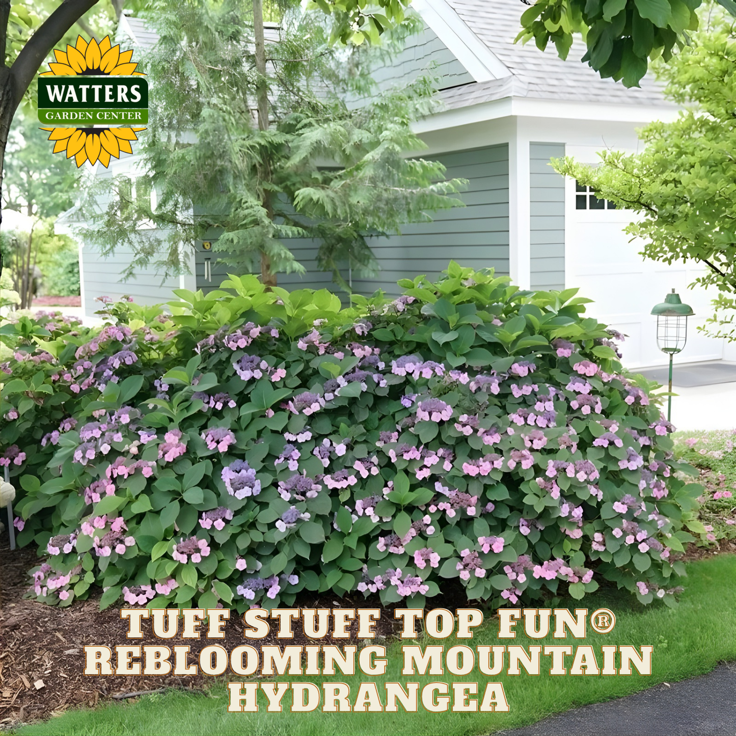 Reblooming mountain hydrangea bush with pink flowers in front of a house, featuring Watters Garden Center branding.