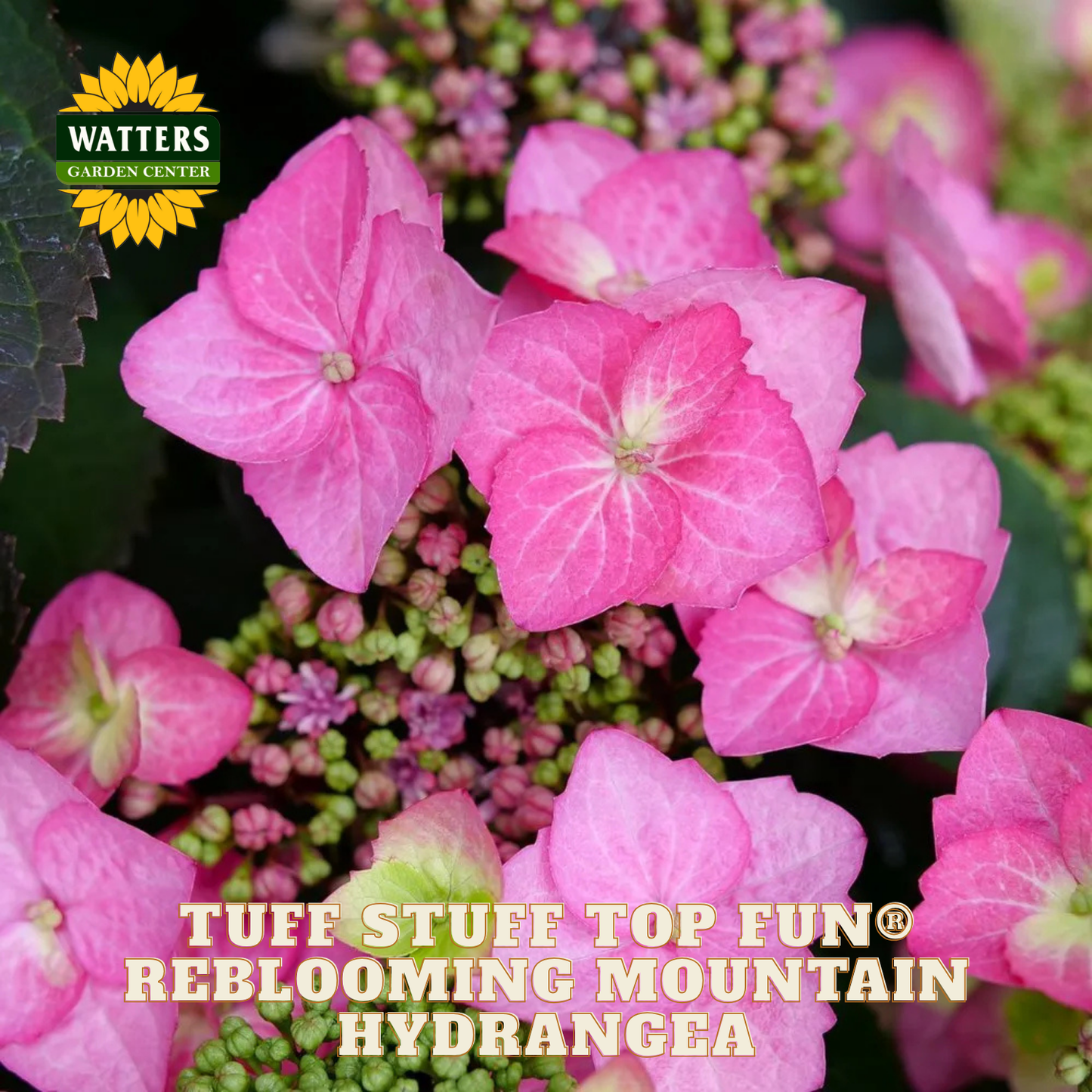 Pink hydrangea flowers with Watters Garden Center logo and text about the plant.