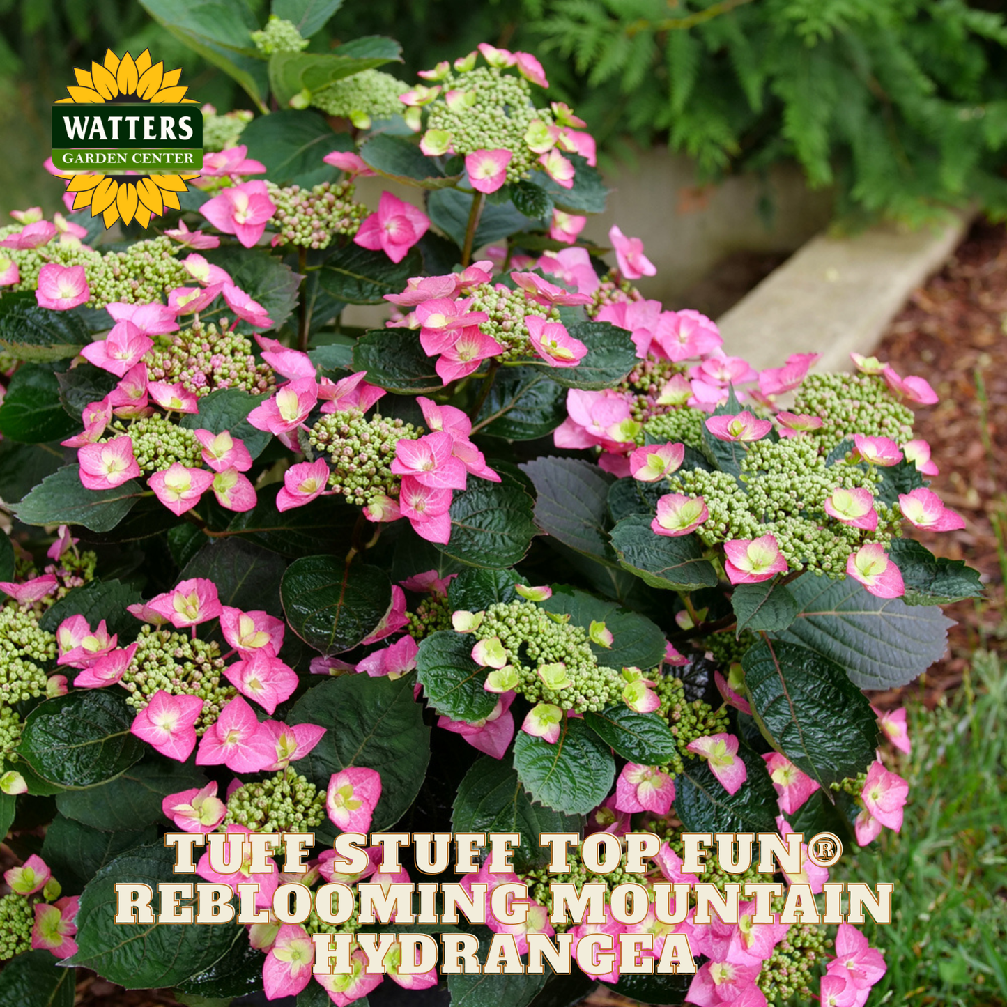 Pink and green hydrangea plant with 'Watters Garden Center' logo in the corner.