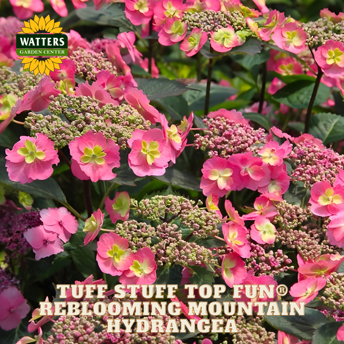 Pink and green flowers with Watters Garden Center logo and text about Tuff Stuff Top Fun reblooming mountain hydrangea.