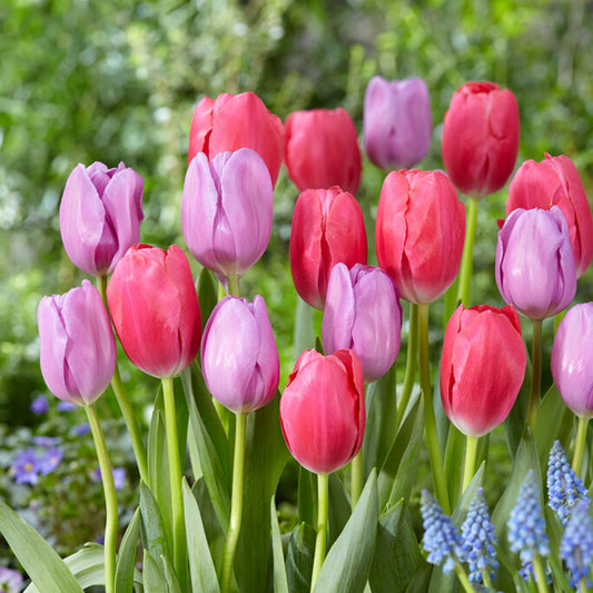 Tulip - Berry Blast Mix