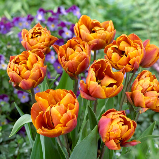 Tulip - Brazil