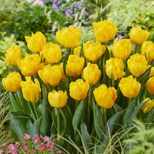 Tulip - Sunspot
