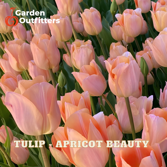 A close-up of blooming tulips in soft apricot-pink tones with green foliage, overlaid with the text 'TULIP - APRICOT BEAUTY' and a Garden Outfitters logo in the top left.