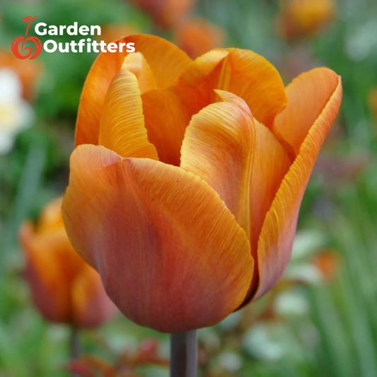 A close-up of a single orange tulip flower in bloom, with blurred green foliage and another orange flower in the background. A Garden Outfitters logo appears in the top-left corner.