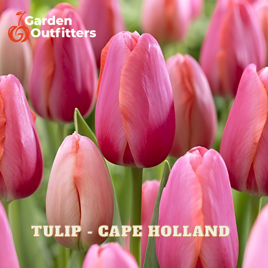 Tulip - Cape Holland