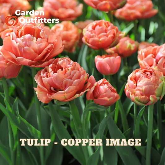 A close-up of coppery peach tulips in full bloom with green foliage, overlaid with the text 'TULIP - COPPER IMAGE' and a Garden Outfitters logo.