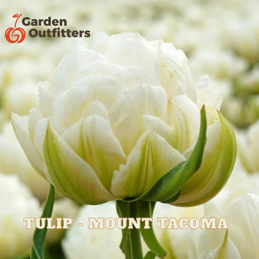A close-up of a white tulip flower with pale yellow-green undertones and green leaves, set against a blurred field of similar flowers. The text 'Garden Outfitters' appears in the top left, and 'TULIP - MOUNT TACOMA' is written across the bottom.