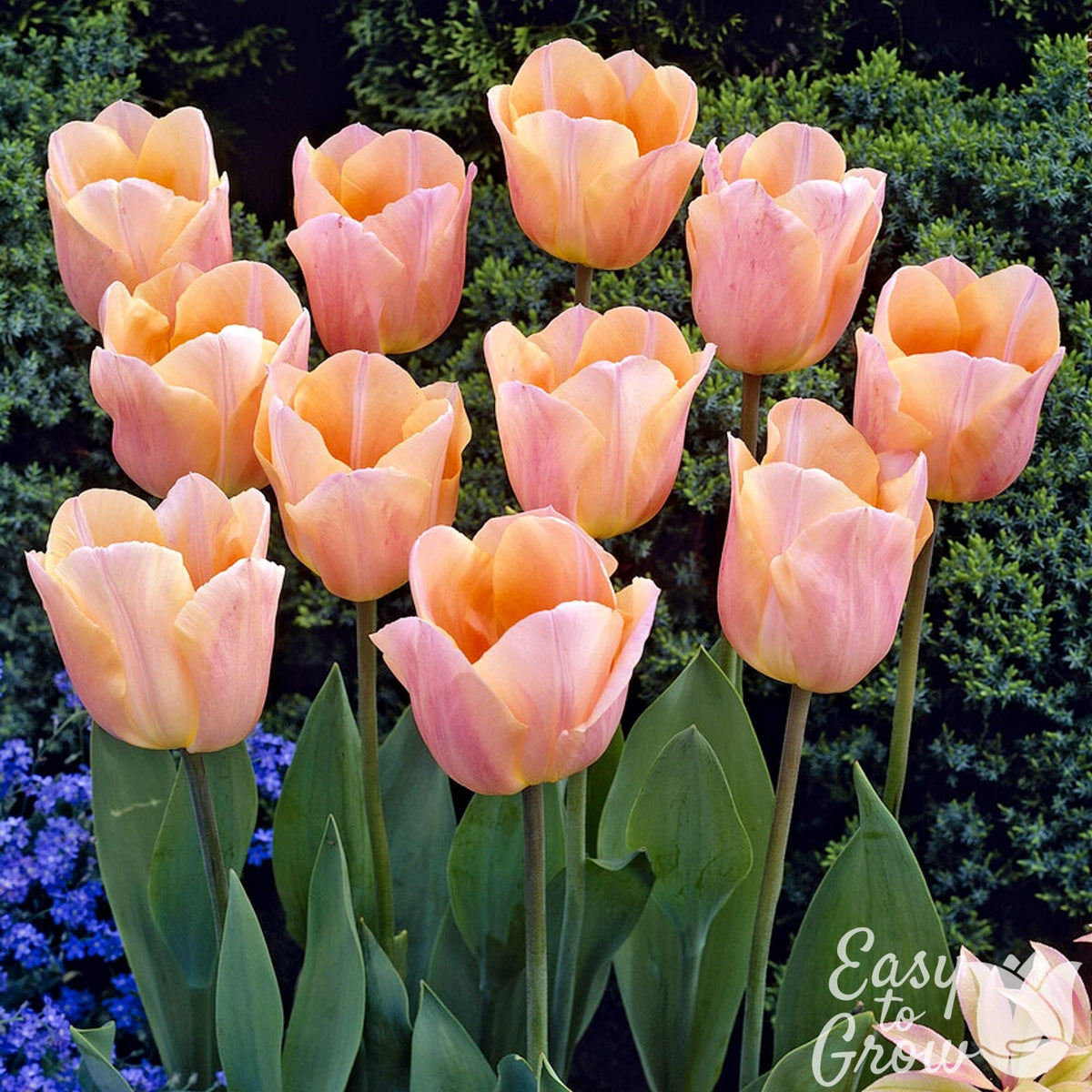 Tulip - Apricot Beauty