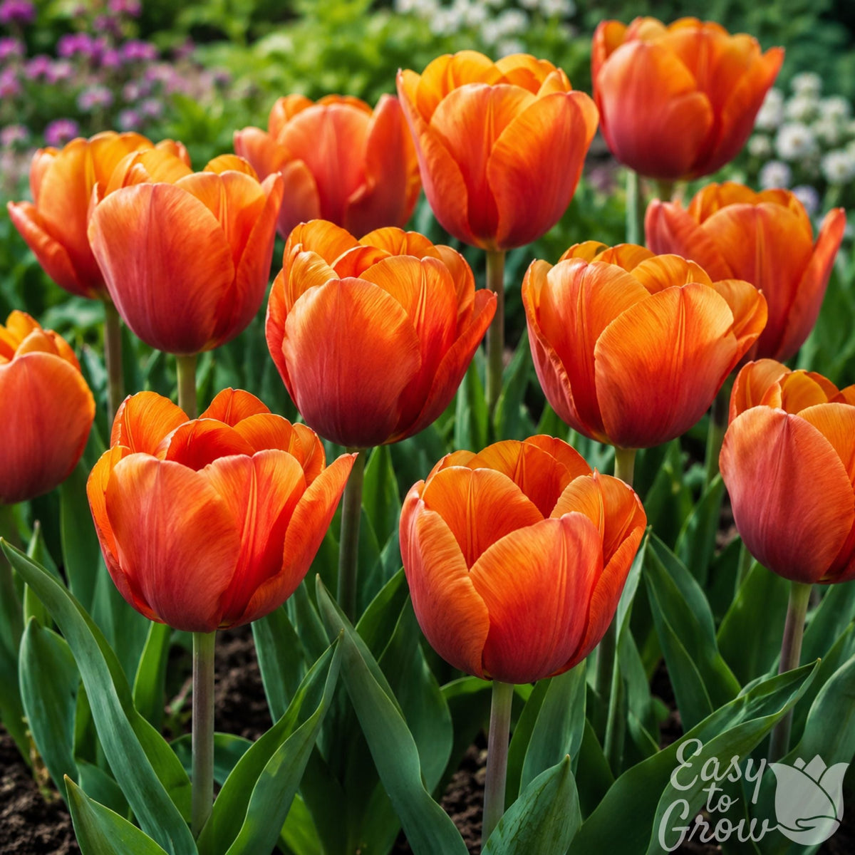 Tulip - Cairo