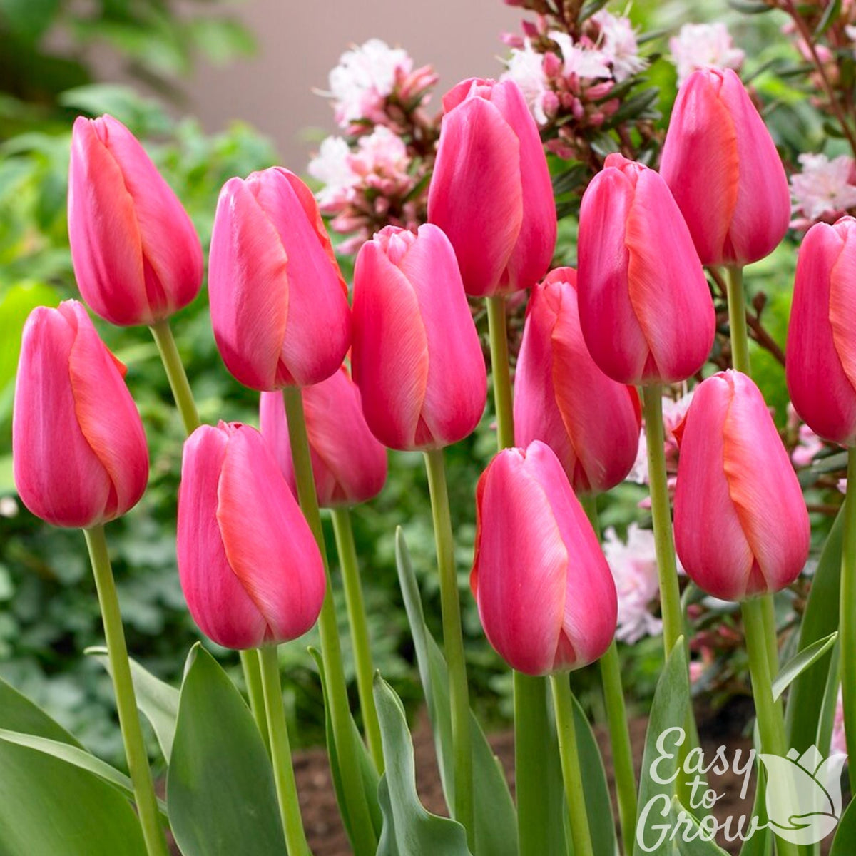 Tulip - Cape Holland