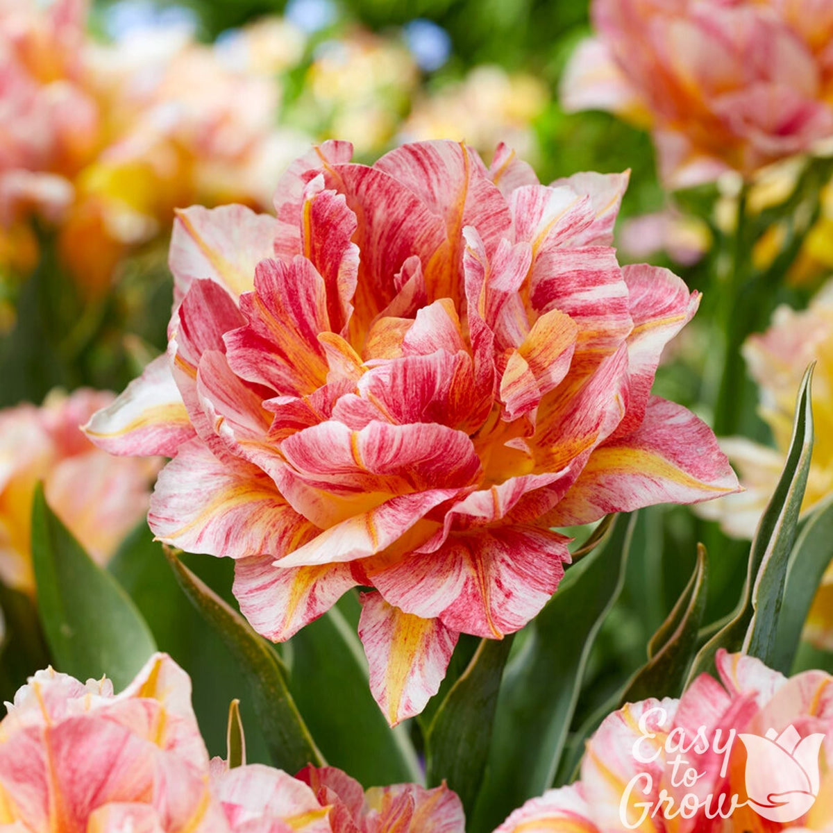 Tulip - Monte Prix