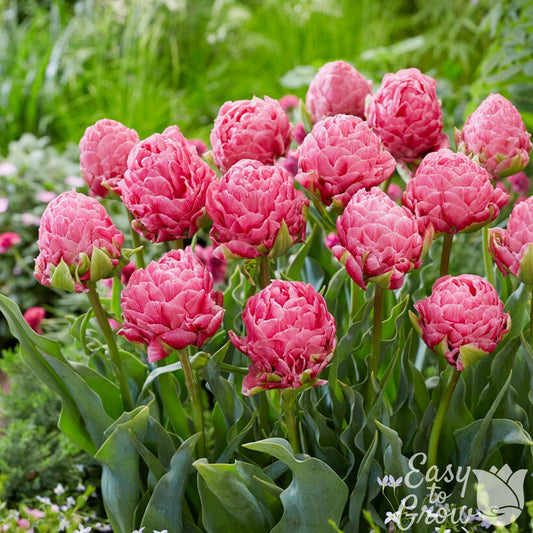 Tulip - Strawberry Cream