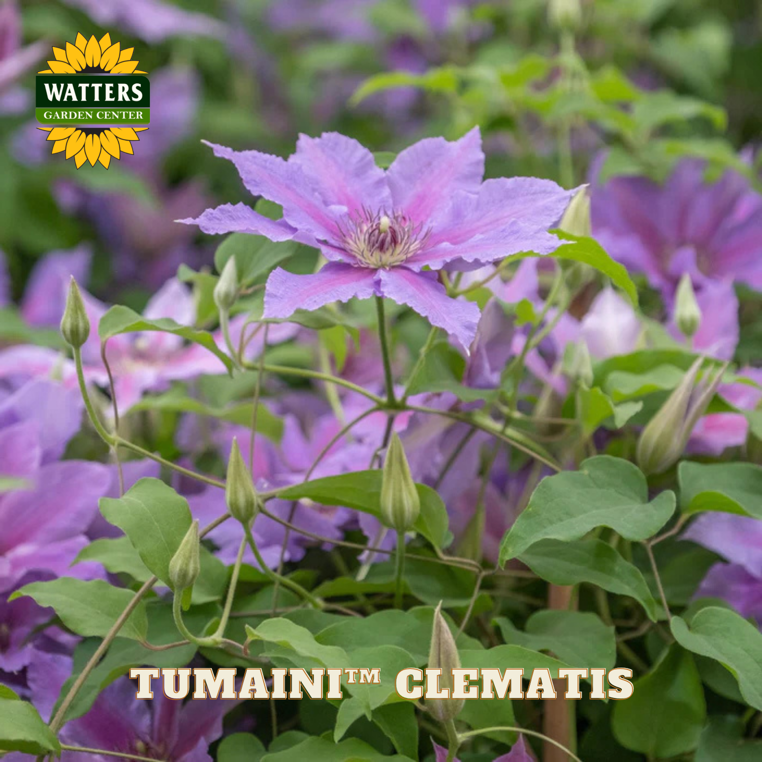 Purple clematis flower with green leaves and Watters Garden Center logo.