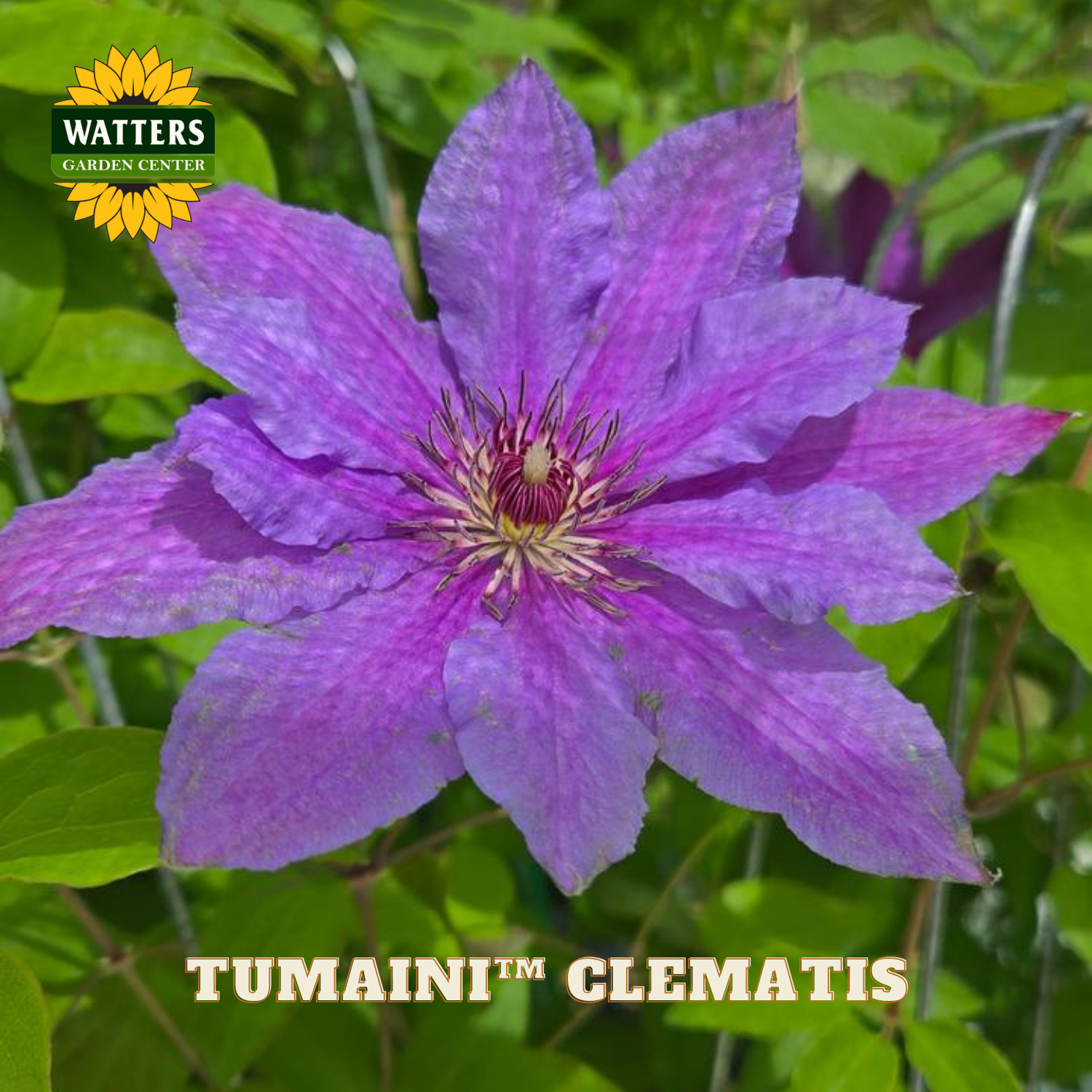 Purple clematis flower with Watters Garden Center branding
