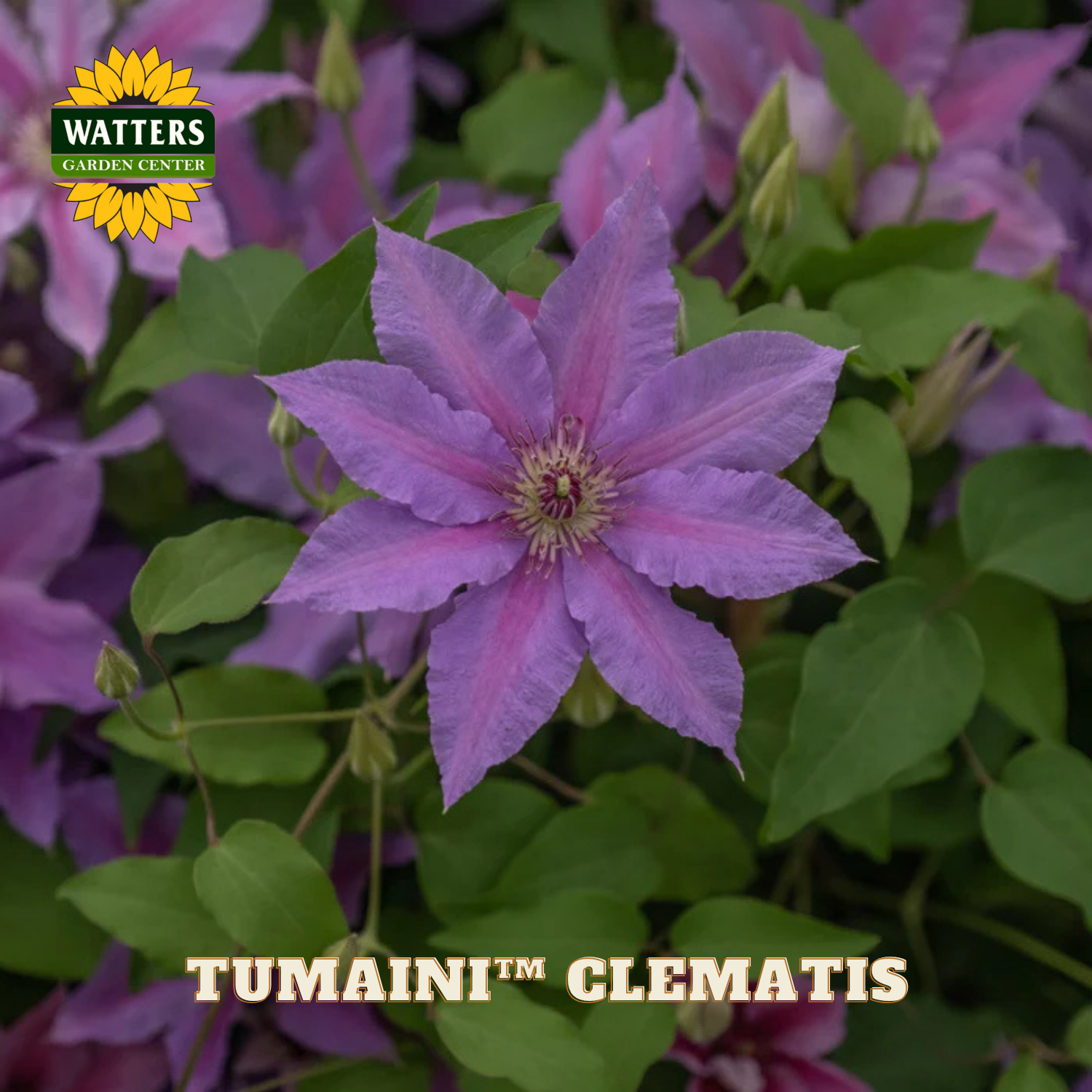 Purple clematis flower with green leaves and Watters Garden Center logo.