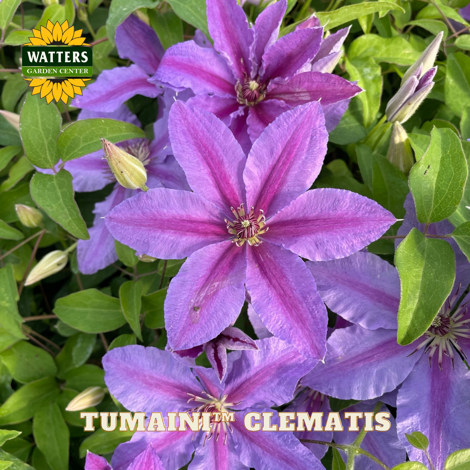 Purple clematis flowers with green leaves and Watters Garden Center branding.