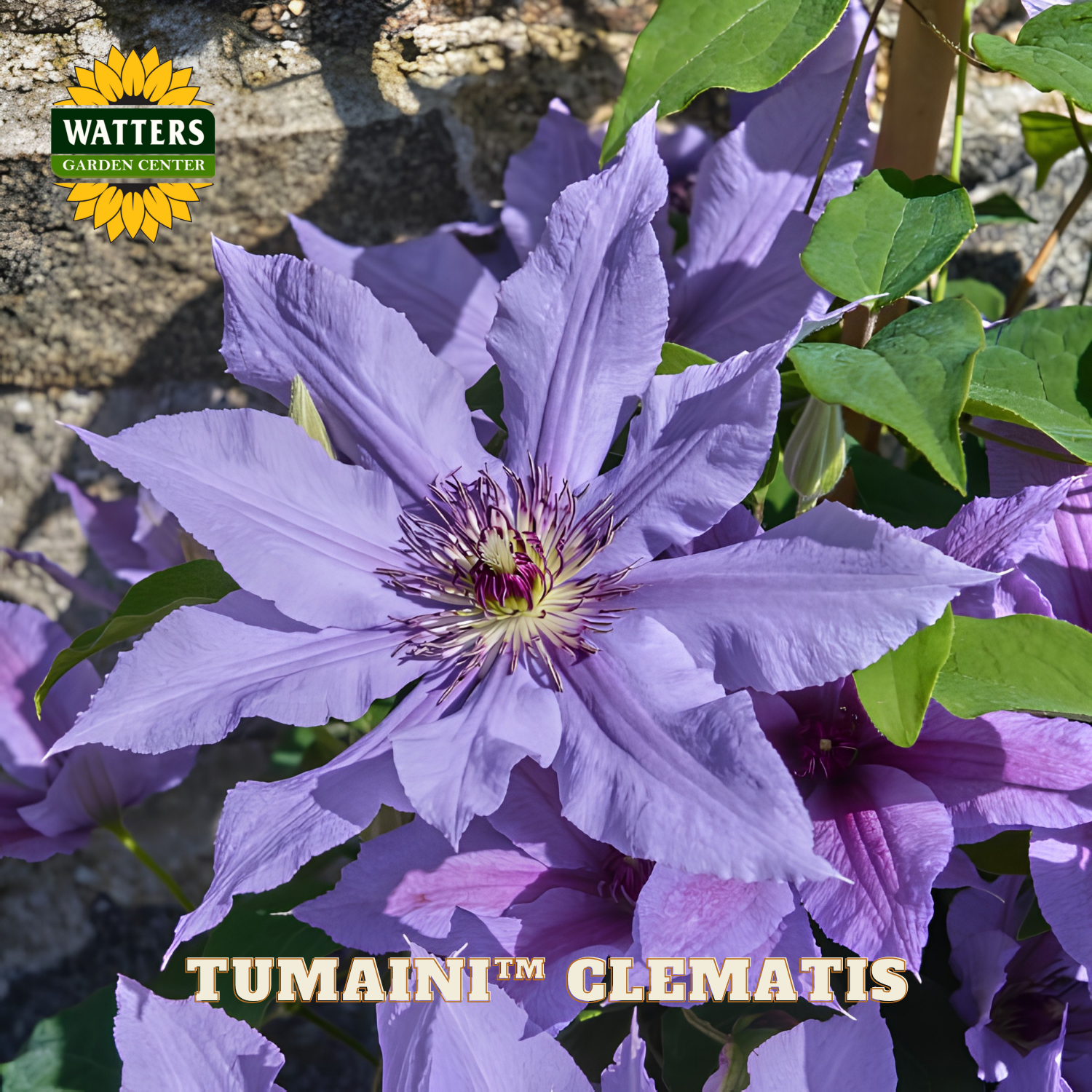 Purple clematis flower with green leaves and Watters Garden Center logo.