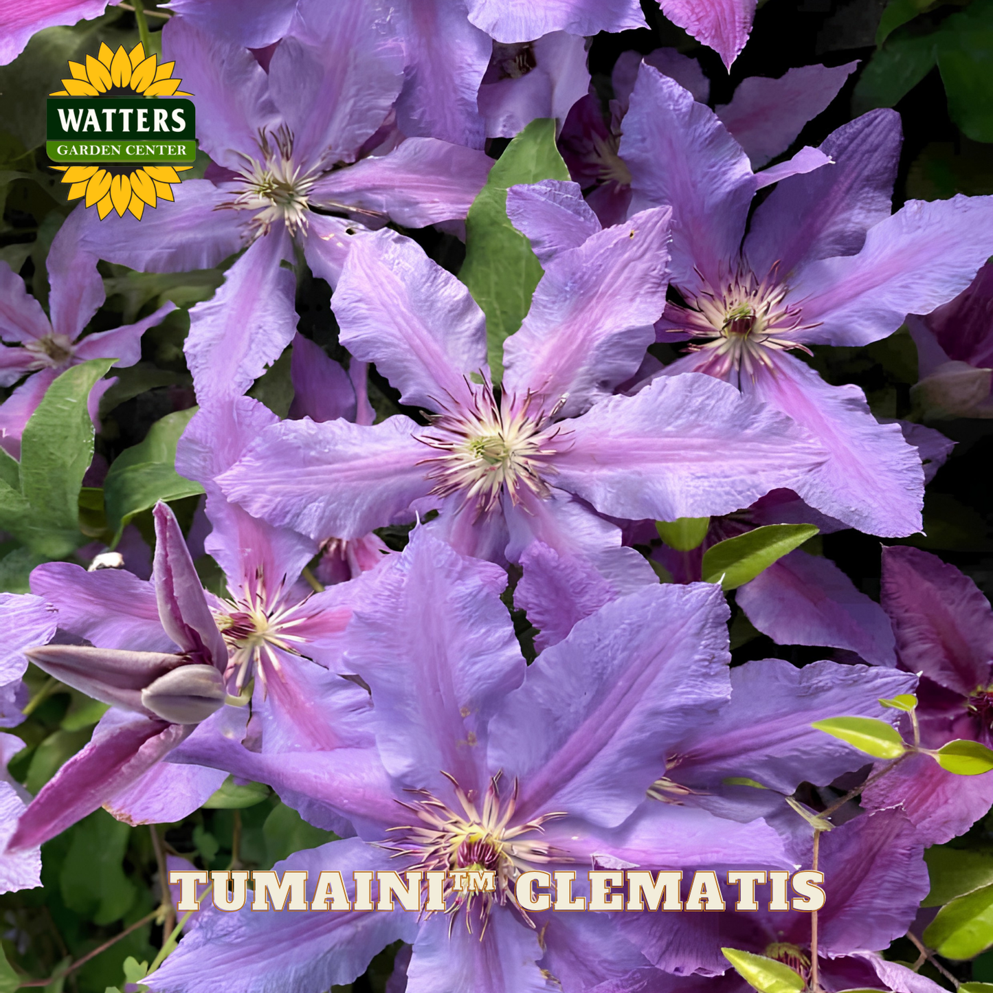 Close-up of purple clematis flowers with Watters Garden Center logo.