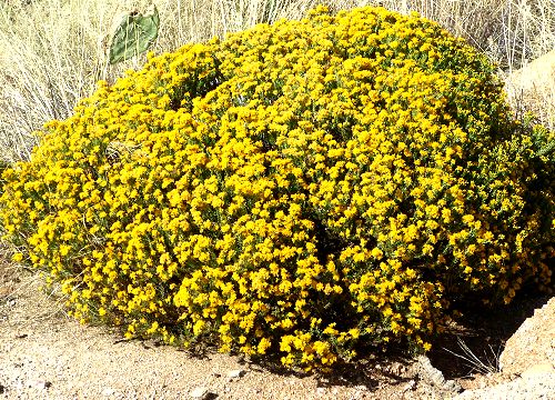 AGUIRRE TURPENTINE BUSH 1gal