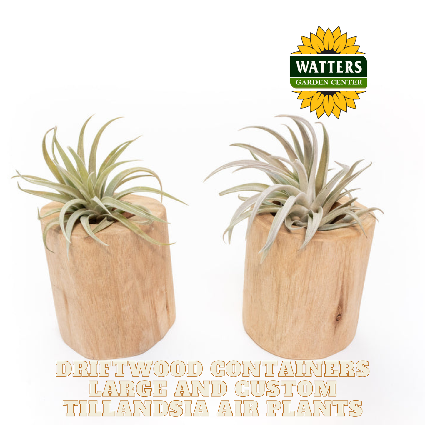 Driftwood Containers Large and Custom Tillandsia Air Plants Set of 2