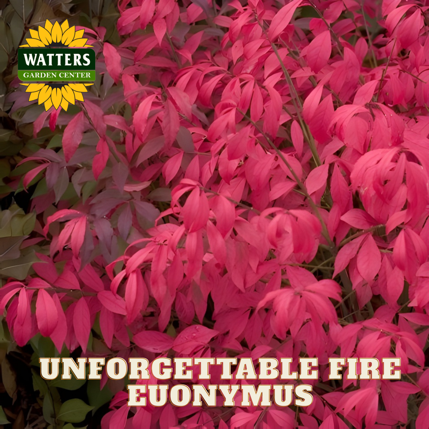 Pink euonymus plant with Watters Garden Center logo and 'Unforgettable Fire Euonymus' text.