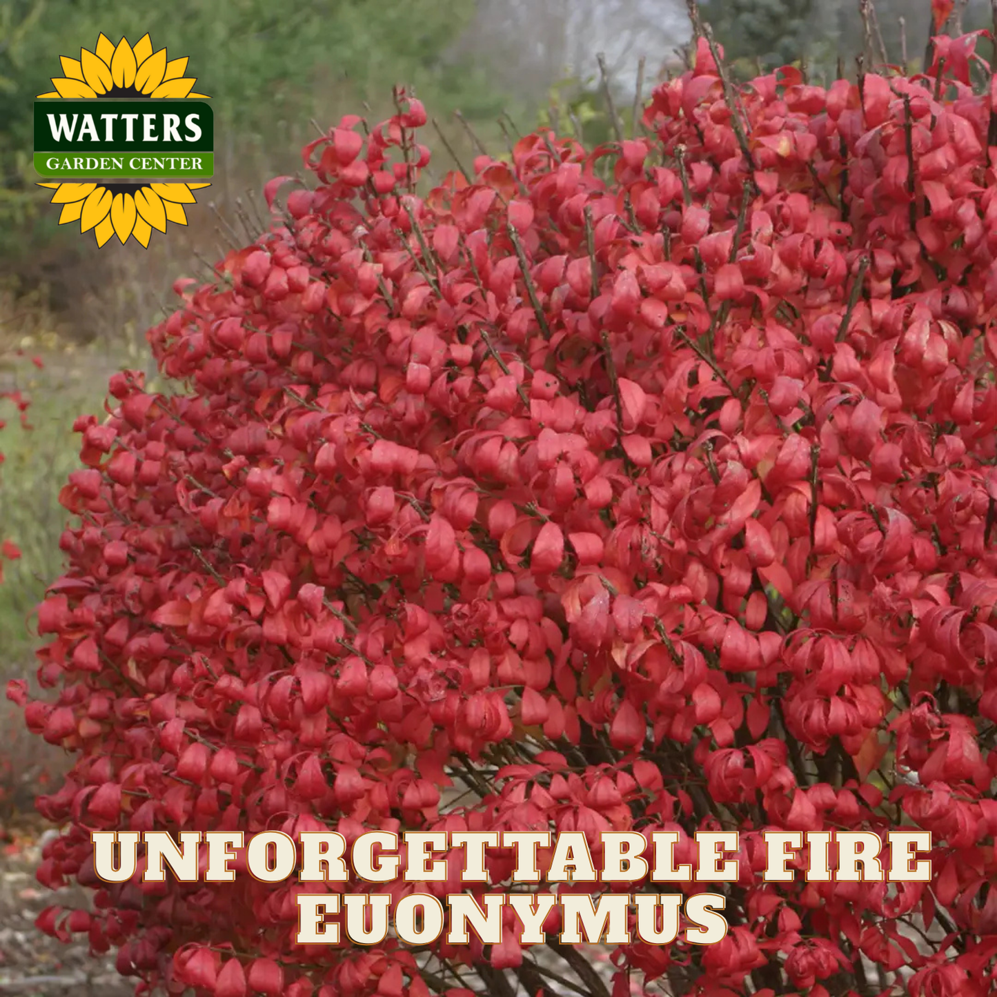 Red Euonymus plant with Watters Garden Center logo and 'Unforgettable Fire Euonymus' text.