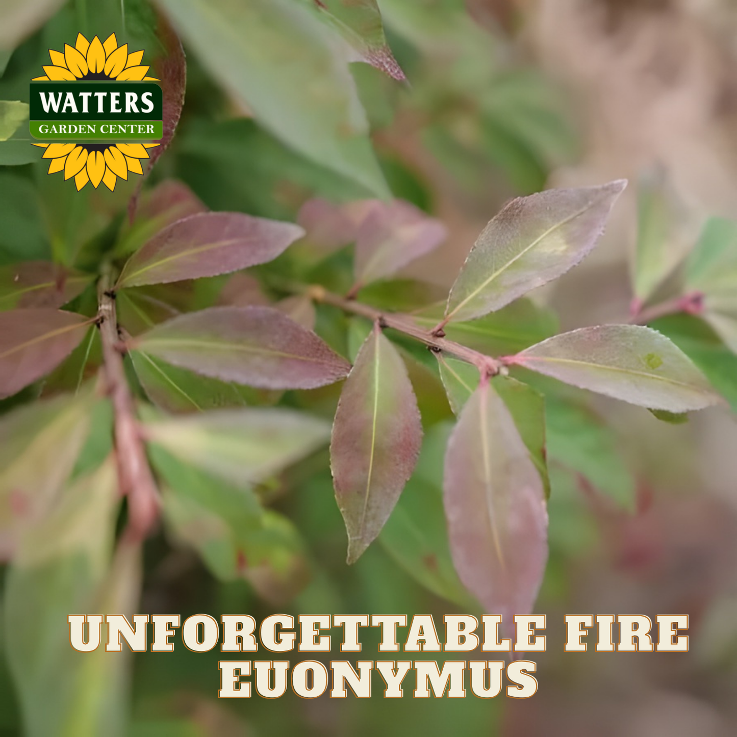 Close-up of 'Unforgettable Fire Euonymus' with Watters Garden Center logo.