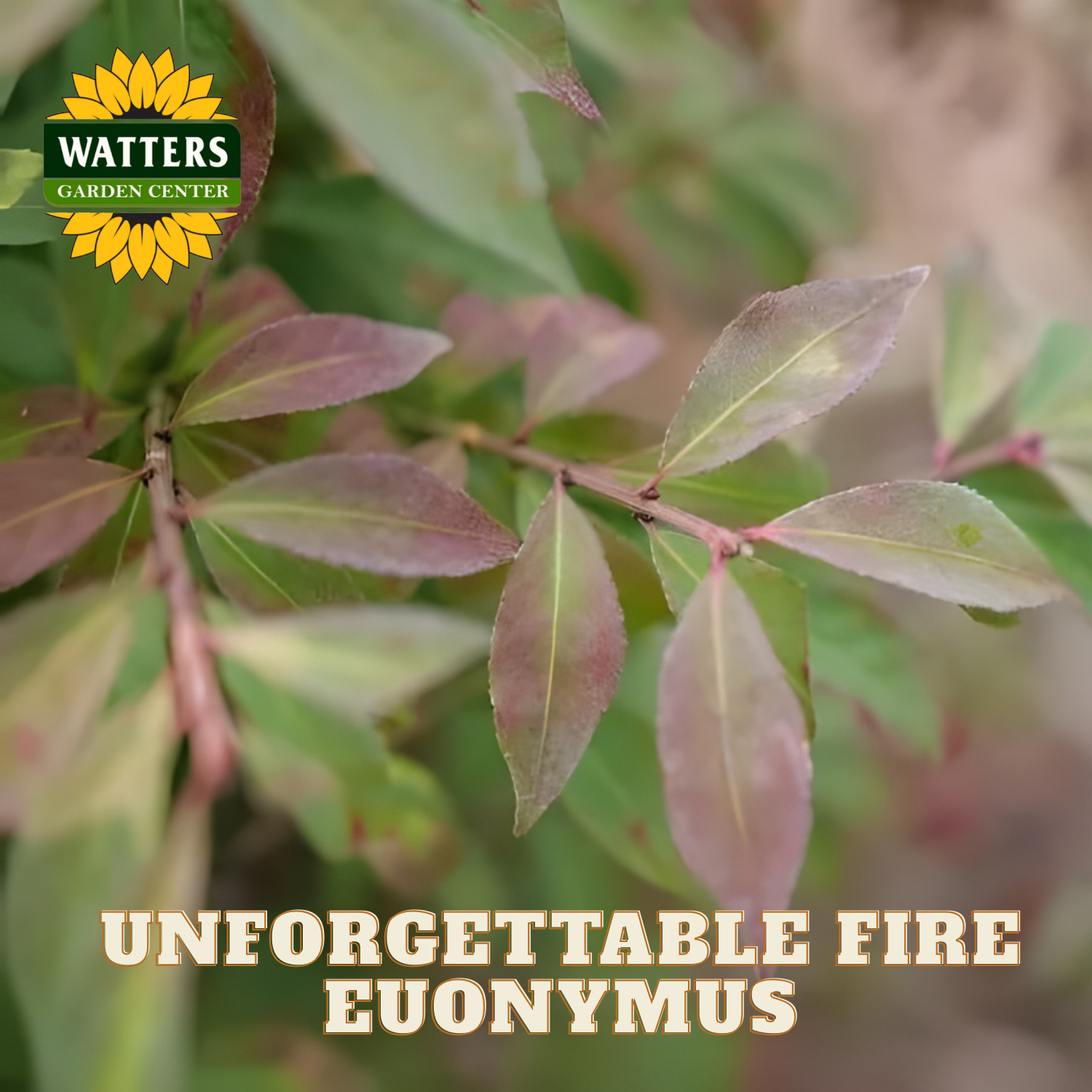 Close-up of 'Unforgettable Fire Euonymus' with Watters Garden Center logo.