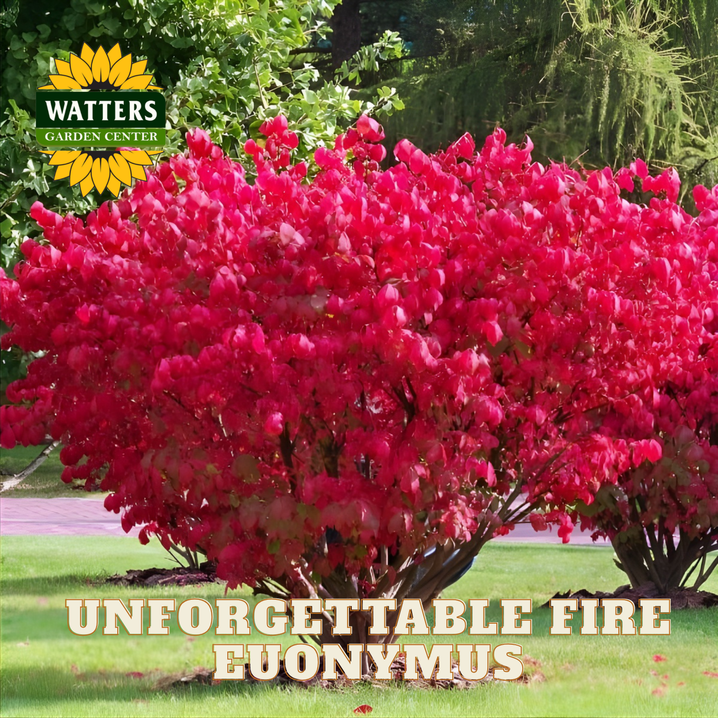 Red Euonymus bush with 'Watters Garden Center' logo and 'Unforgettable Fire Euonymus' text.