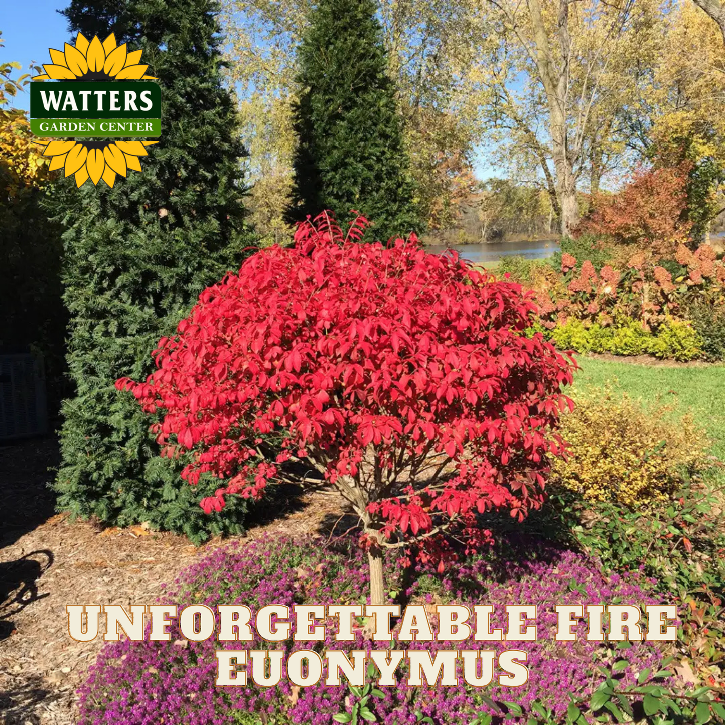 Red Euonymus plant in a garden with Watters Garden Center branding.