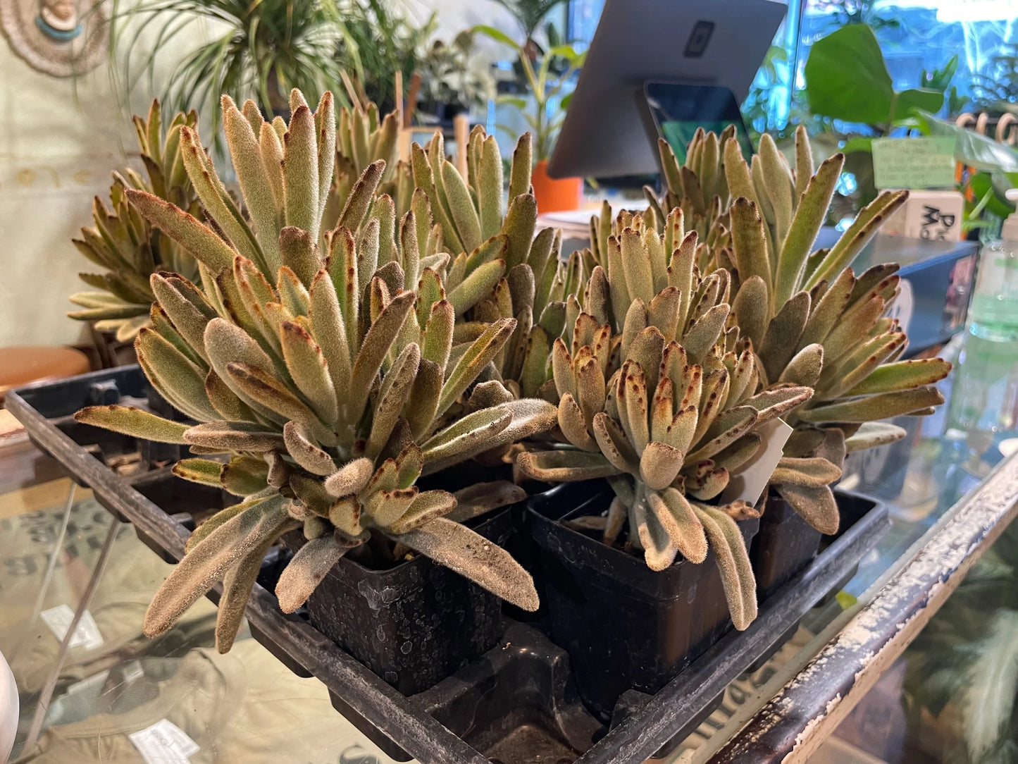 Chocolate Soldier Kalanchoe