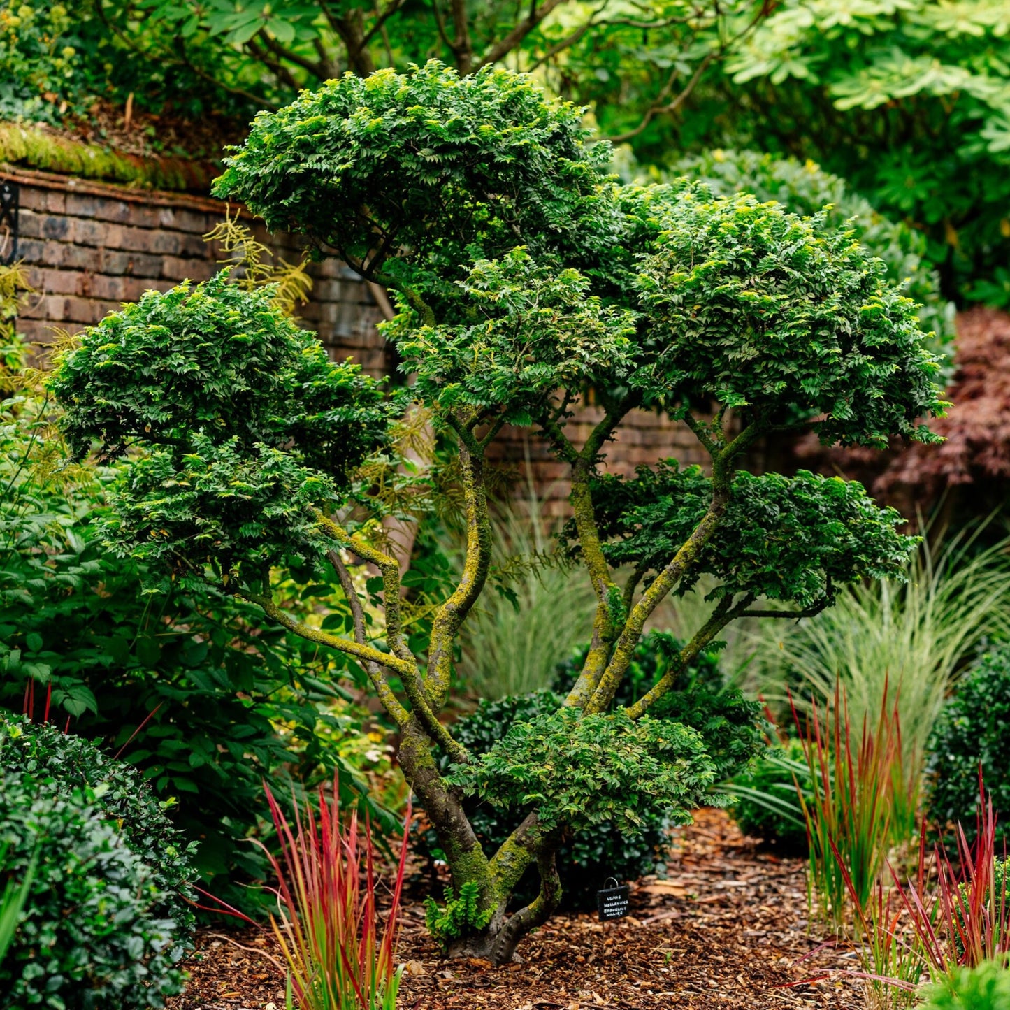 JACQUELINE HILLIER ELM 3gal