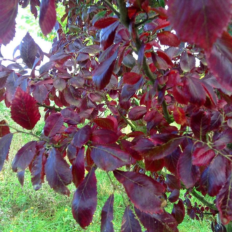 FRONTIER ELM TREE 15gal